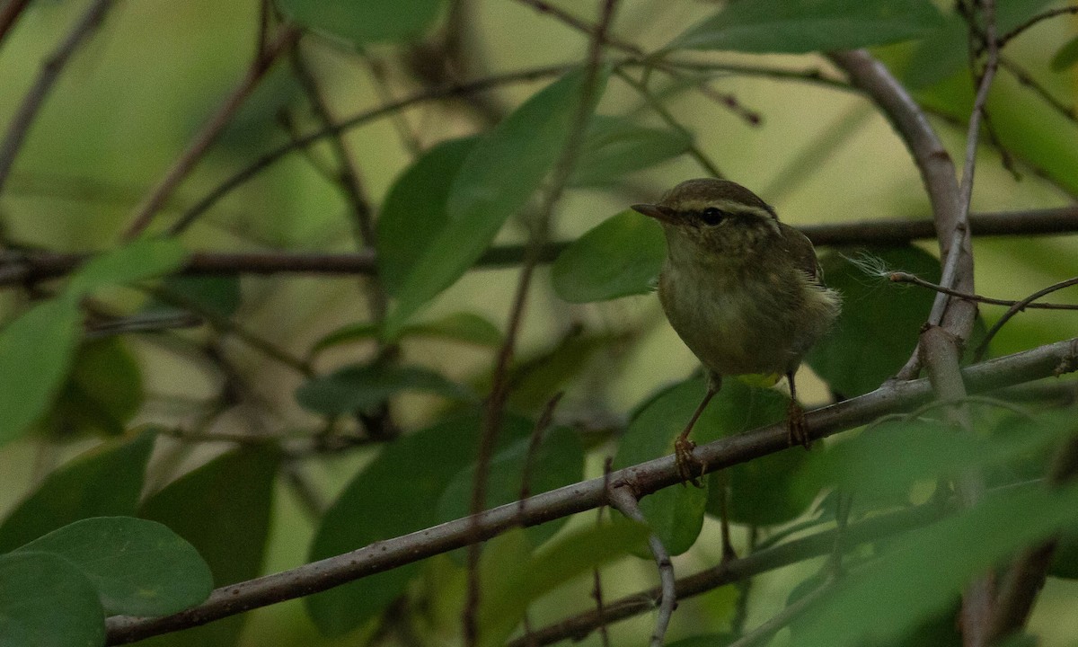 Yellow-browed Warbler - ML122982551