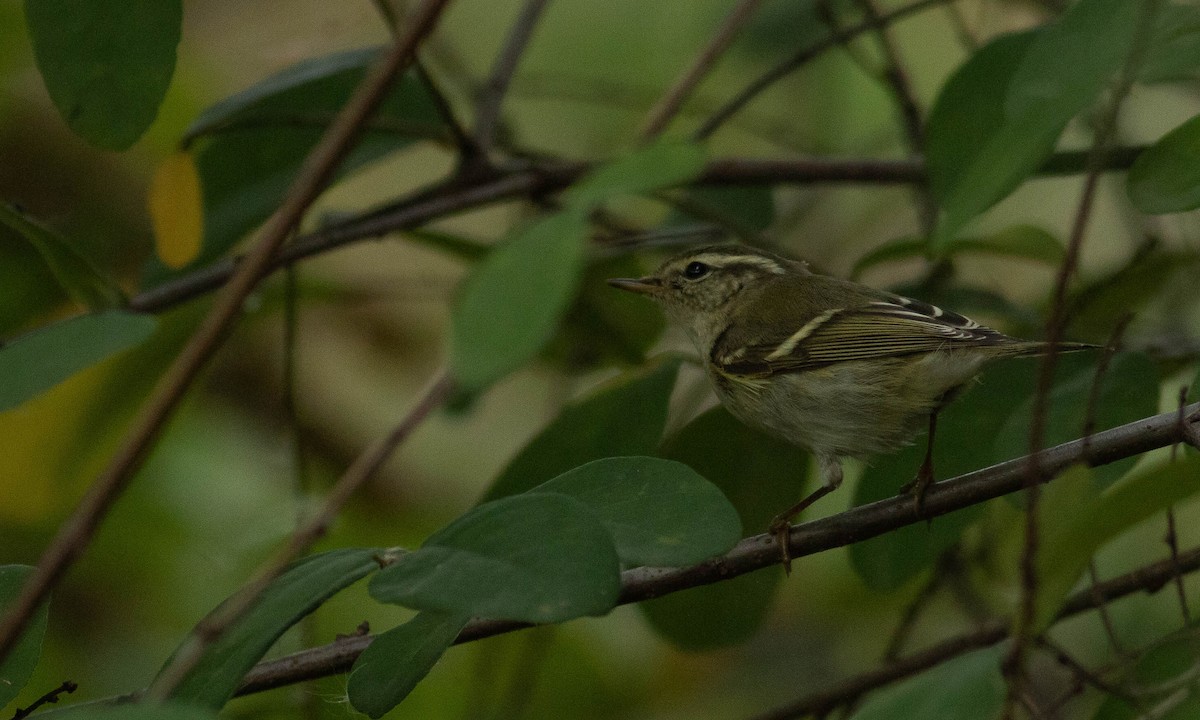 Yellow-browed Warbler - ML122982921