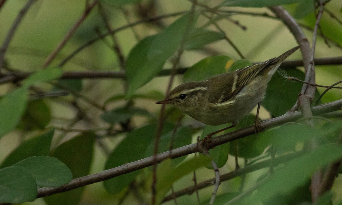 Yellow-browed Warbler - Paul Fenwick