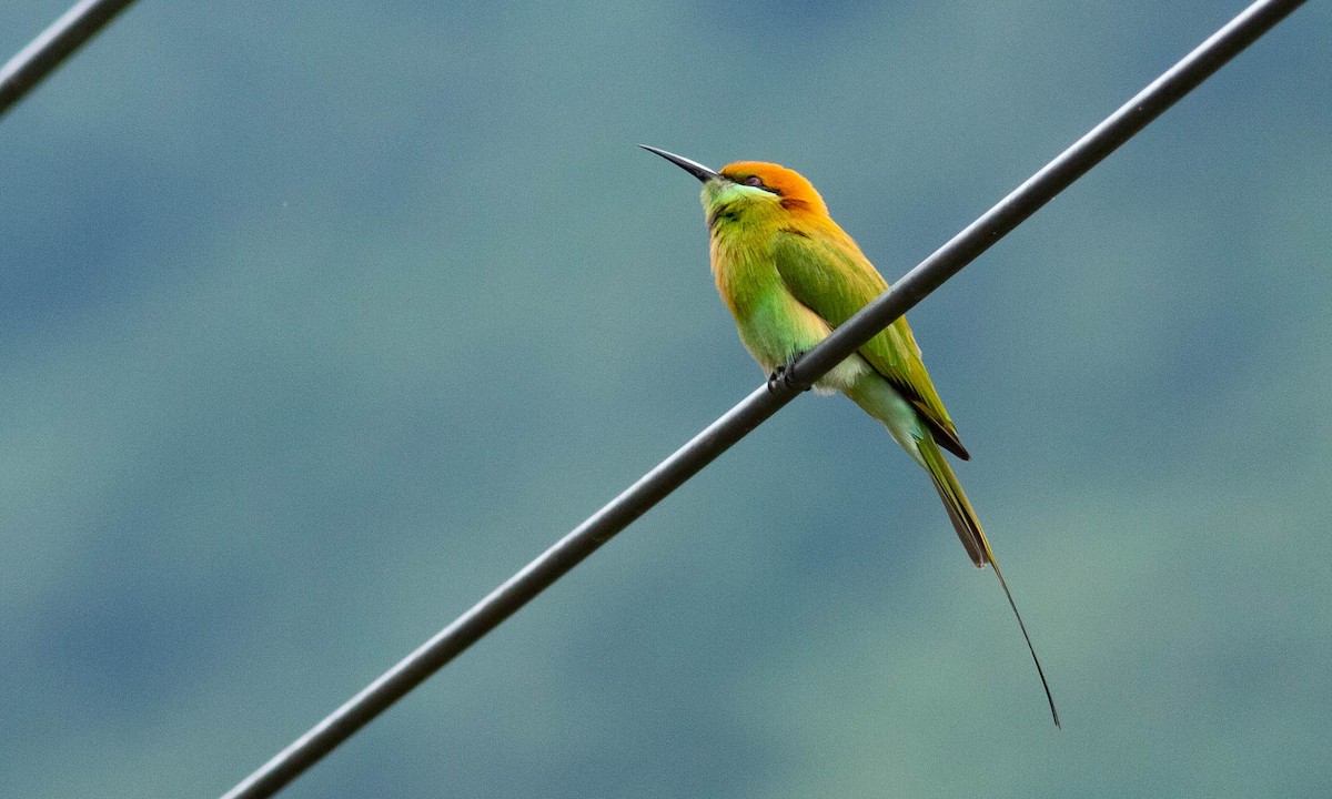 Asian Green Bee-eater - ML122983801