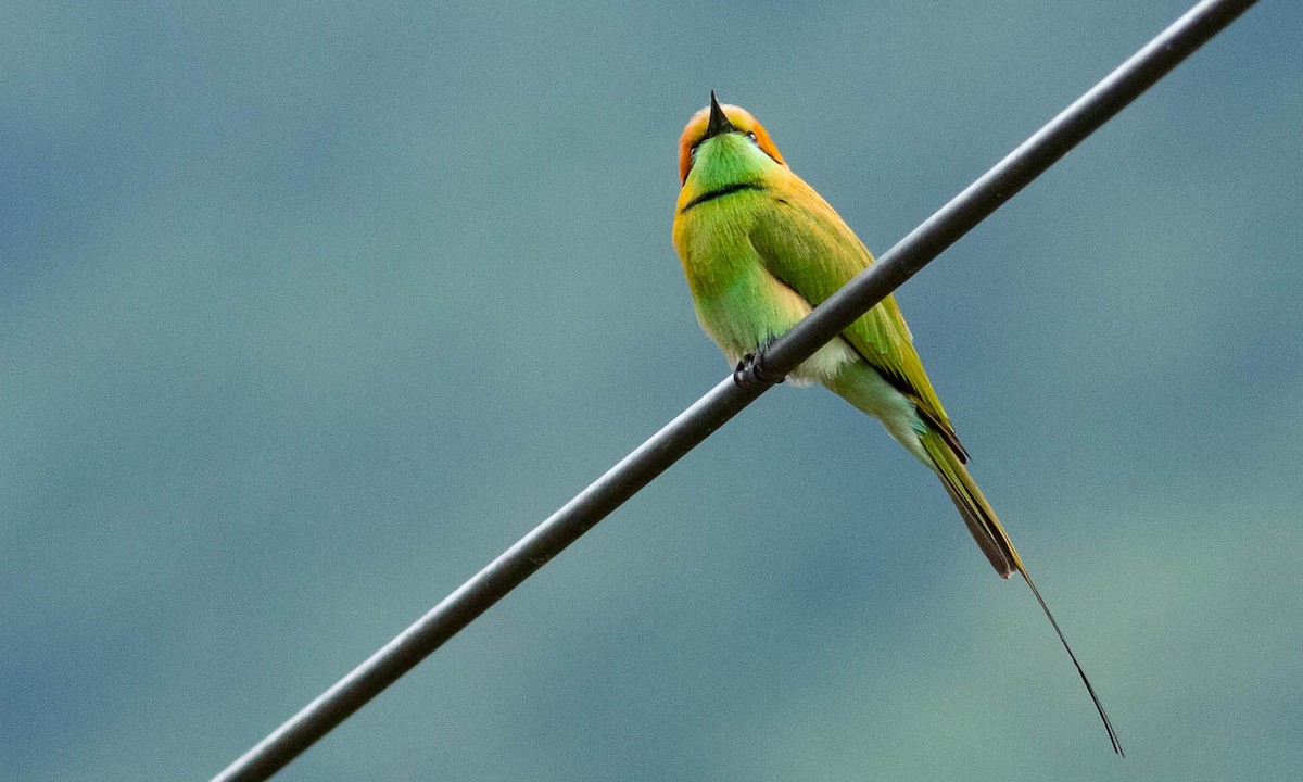 Asian Green Bee-eater - ML122983811