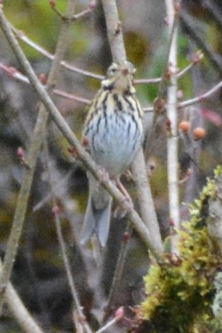 Olive-backed Pipit - Cathy Pasterczyk