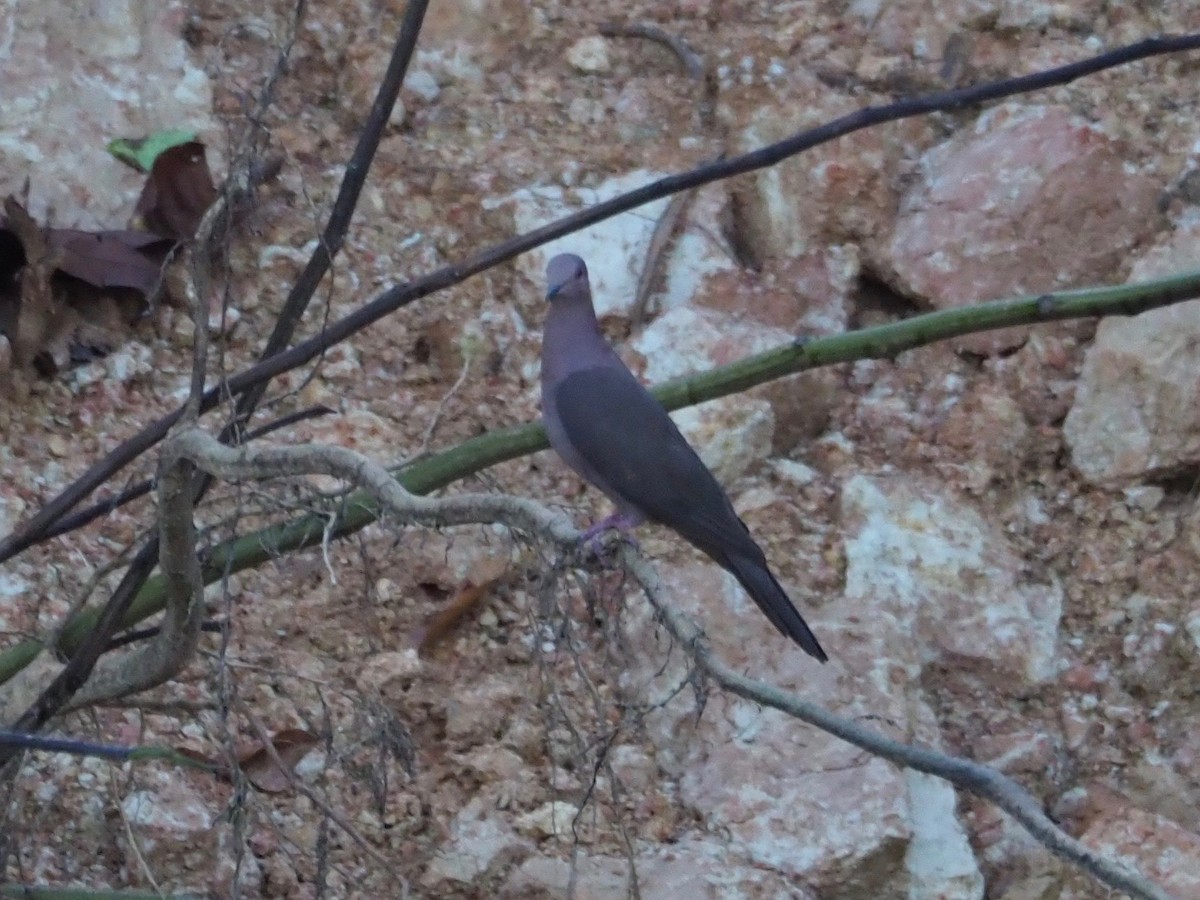 Plumbeous Pigeon - Kelly Siderio