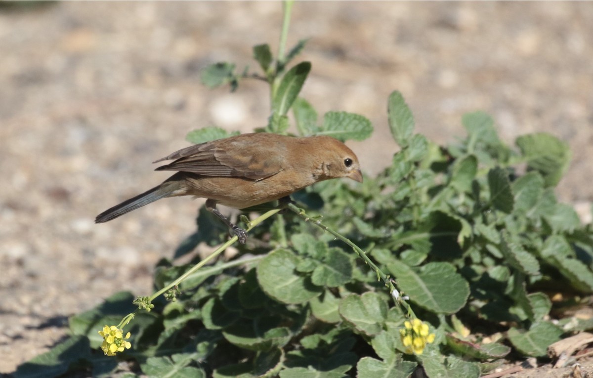 Varied Bunting - SBA County Historical Records