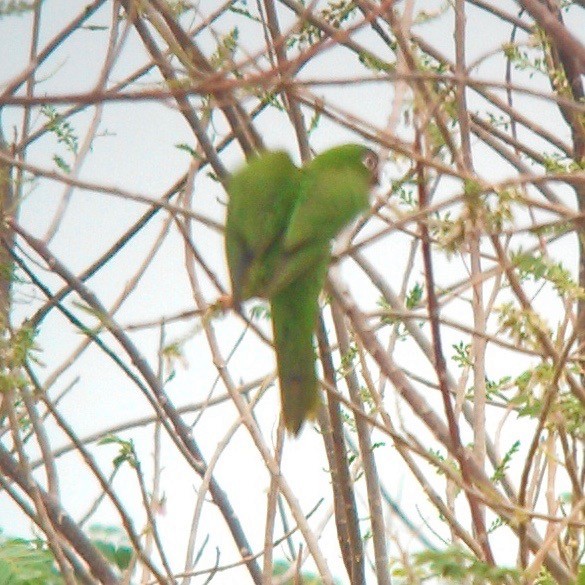 Brown-throated Parakeet (Brown-throated) - ML122986551