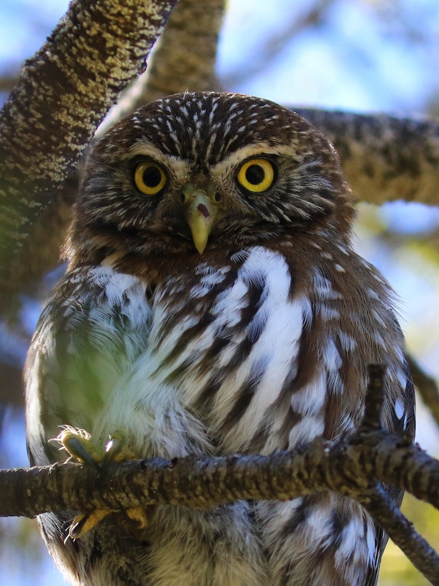 Austral Pygmy-Owl - ML122987731