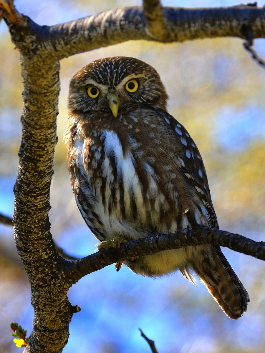 Austral Pygmy-Owl - ML122987741