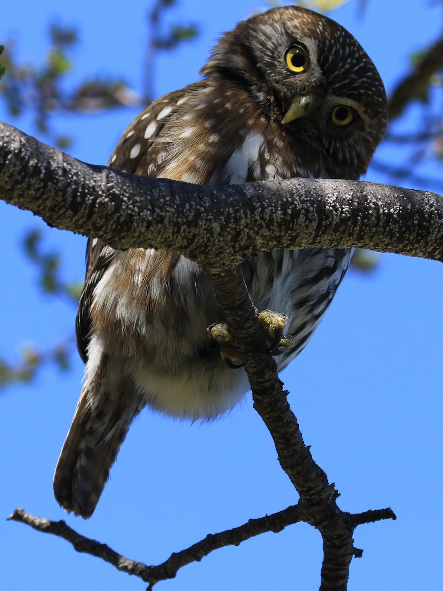 Austral Pygmy-Owl - Denis Tétreault