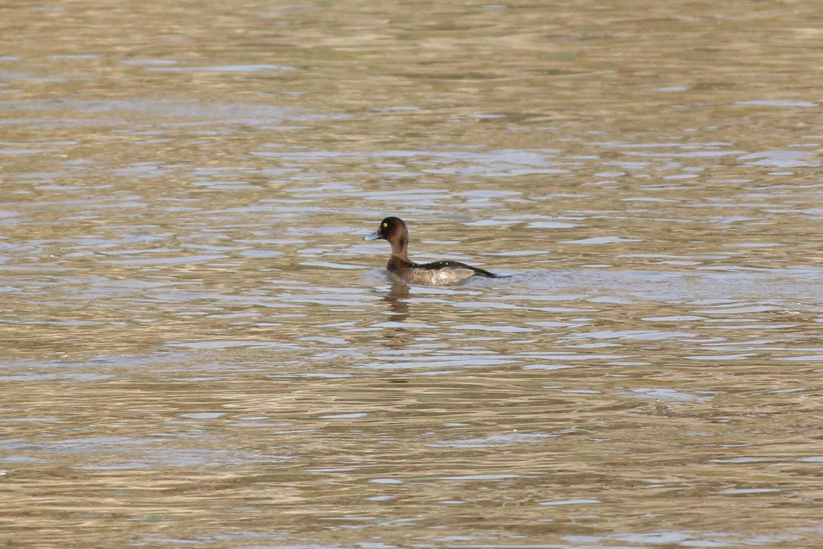 Tufted Duck - ML122988681