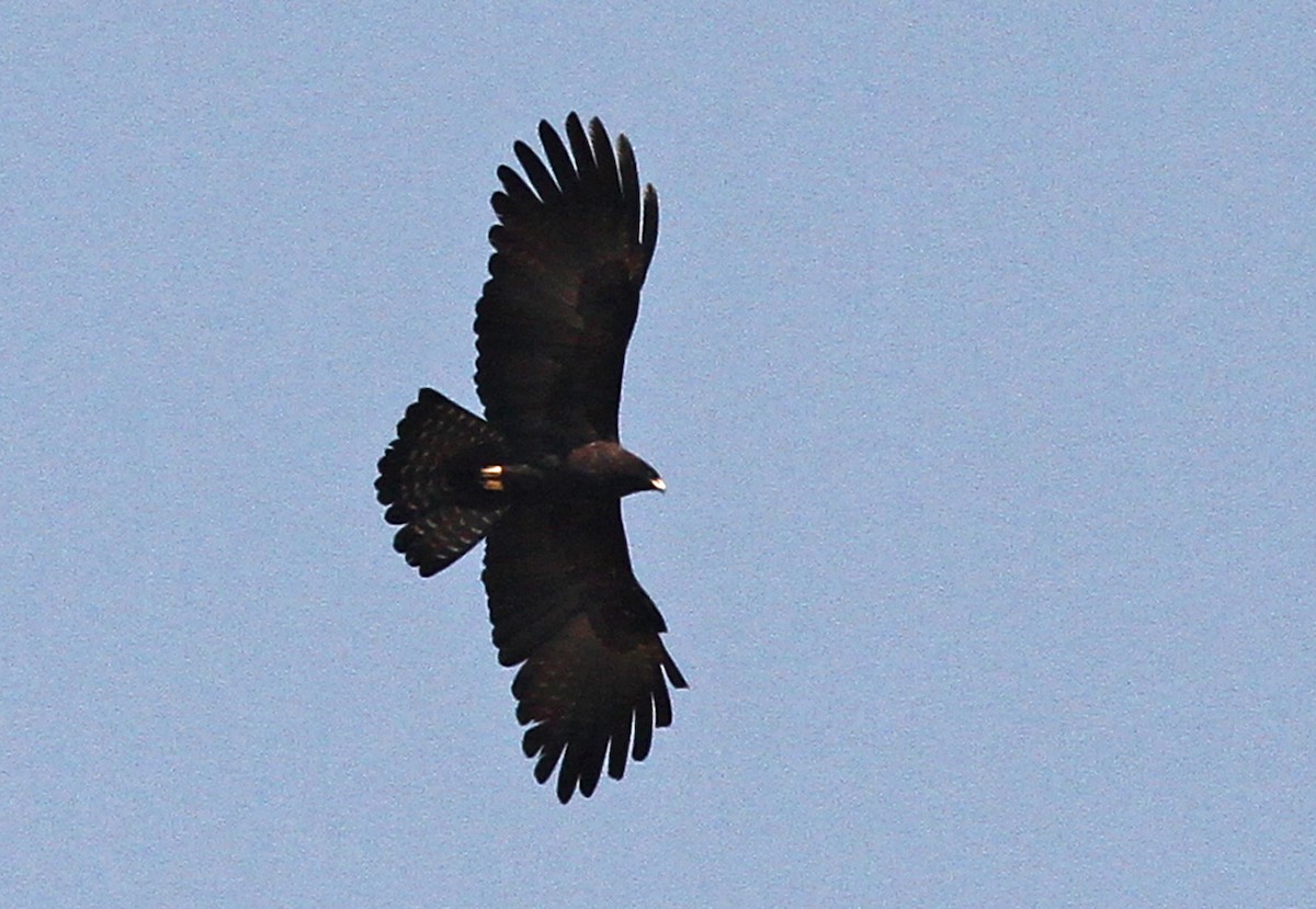 Black Eagle - PANKAJ GUPTA