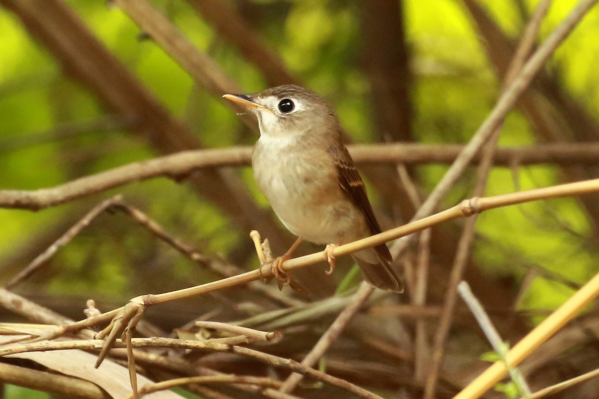 Brown-breasted Flycatcher - ML122992441