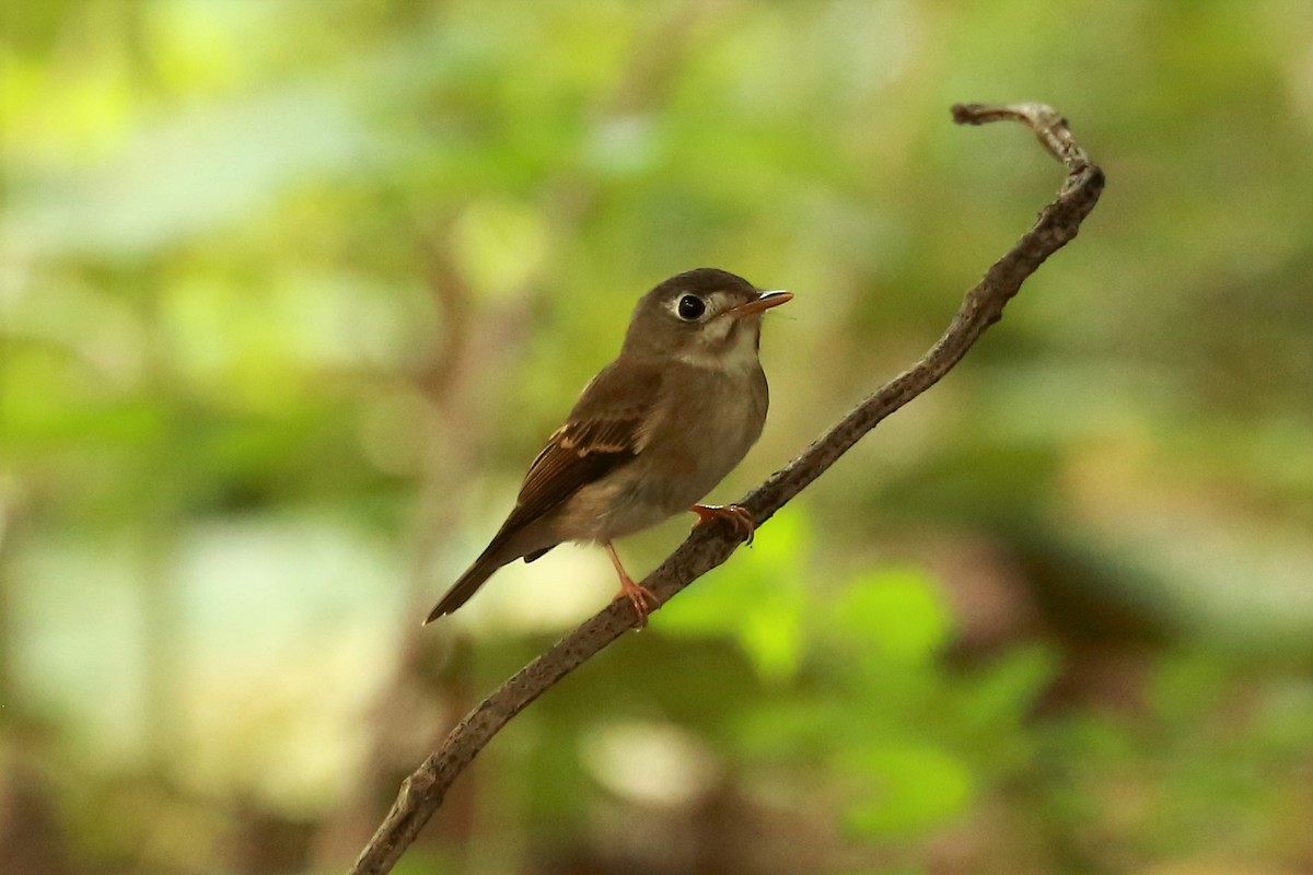 Brown-breasted Flycatcher - ML122992451