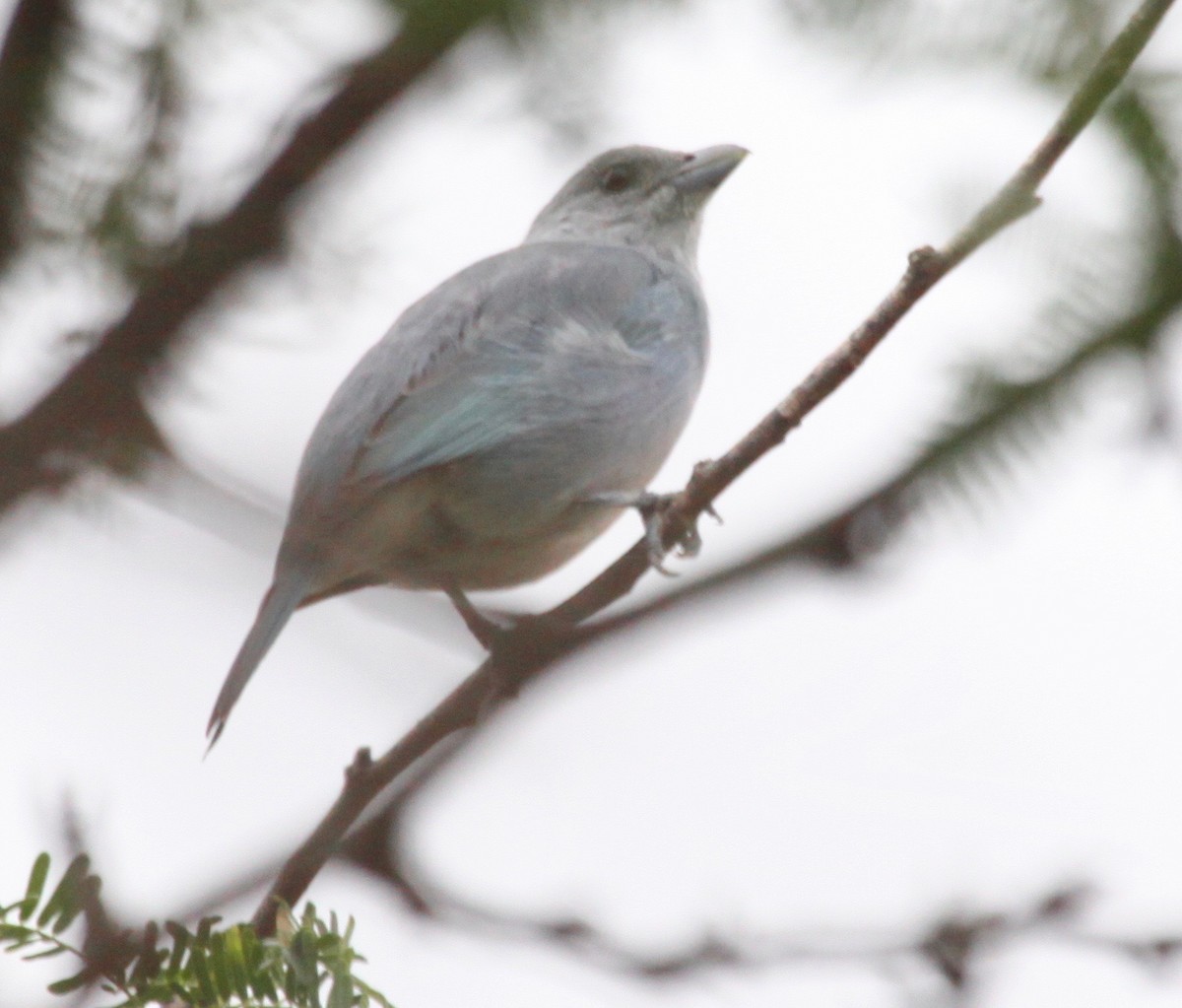 Glaucous Tanager - ML122993371