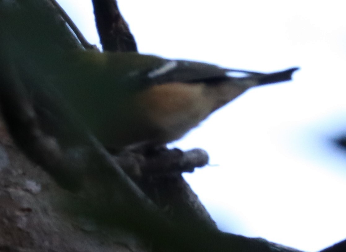Bay-breasted Warbler - ML122993401