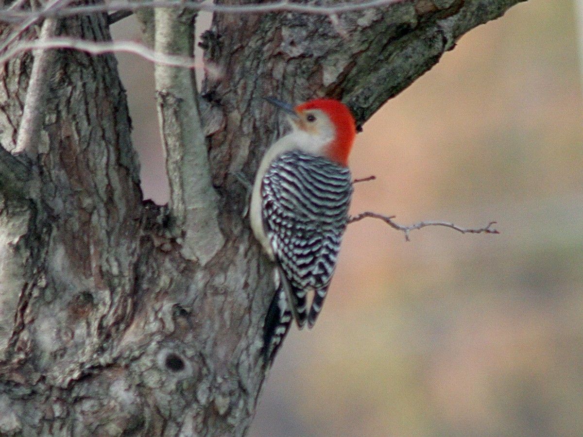 Red-bellied Woodpecker - Sherry Plessner