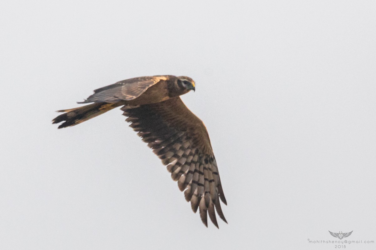 Pallid Harrier - Mohith Shenoy