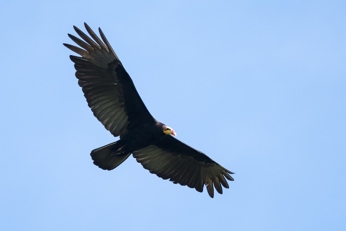 Greater Yellow-headed Vulture - ML122999331