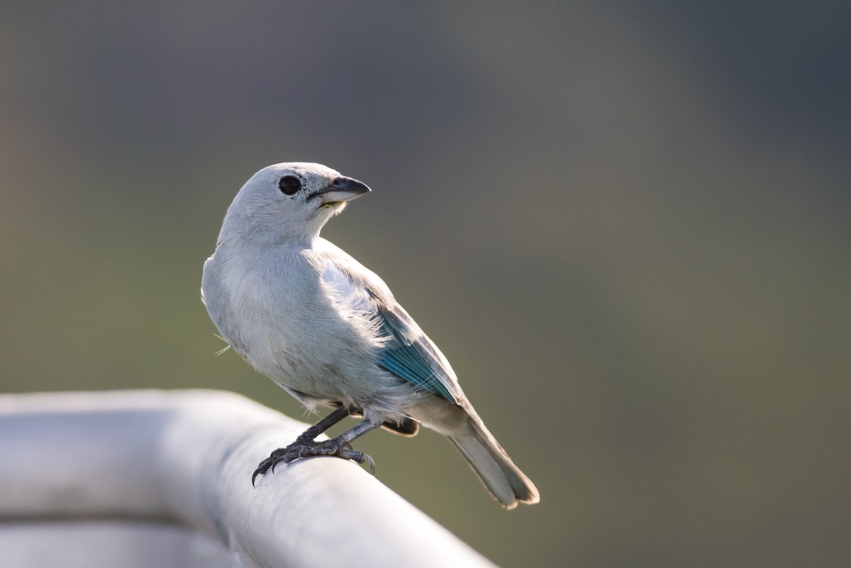 Blue-gray Tanager - ML122999351