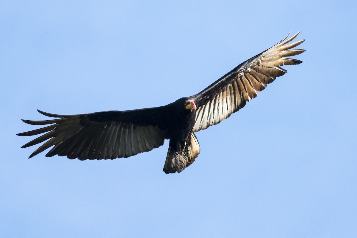 Greater Yellow-headed Vulture - Claudia Brasileiro
