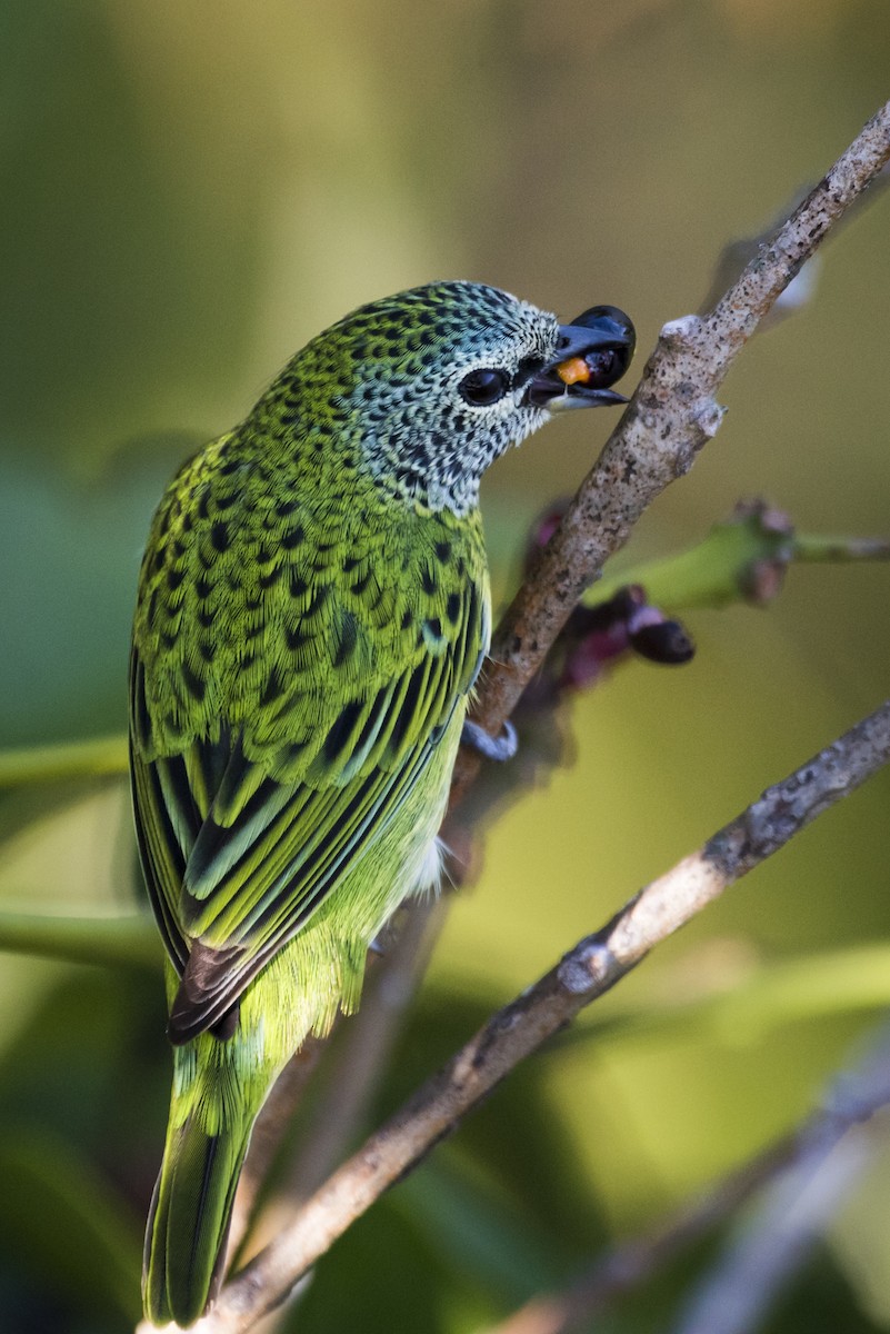 Spotted Tanager - ML122999401
