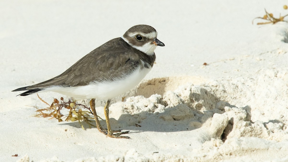 Semipalmated Plover - Tim White