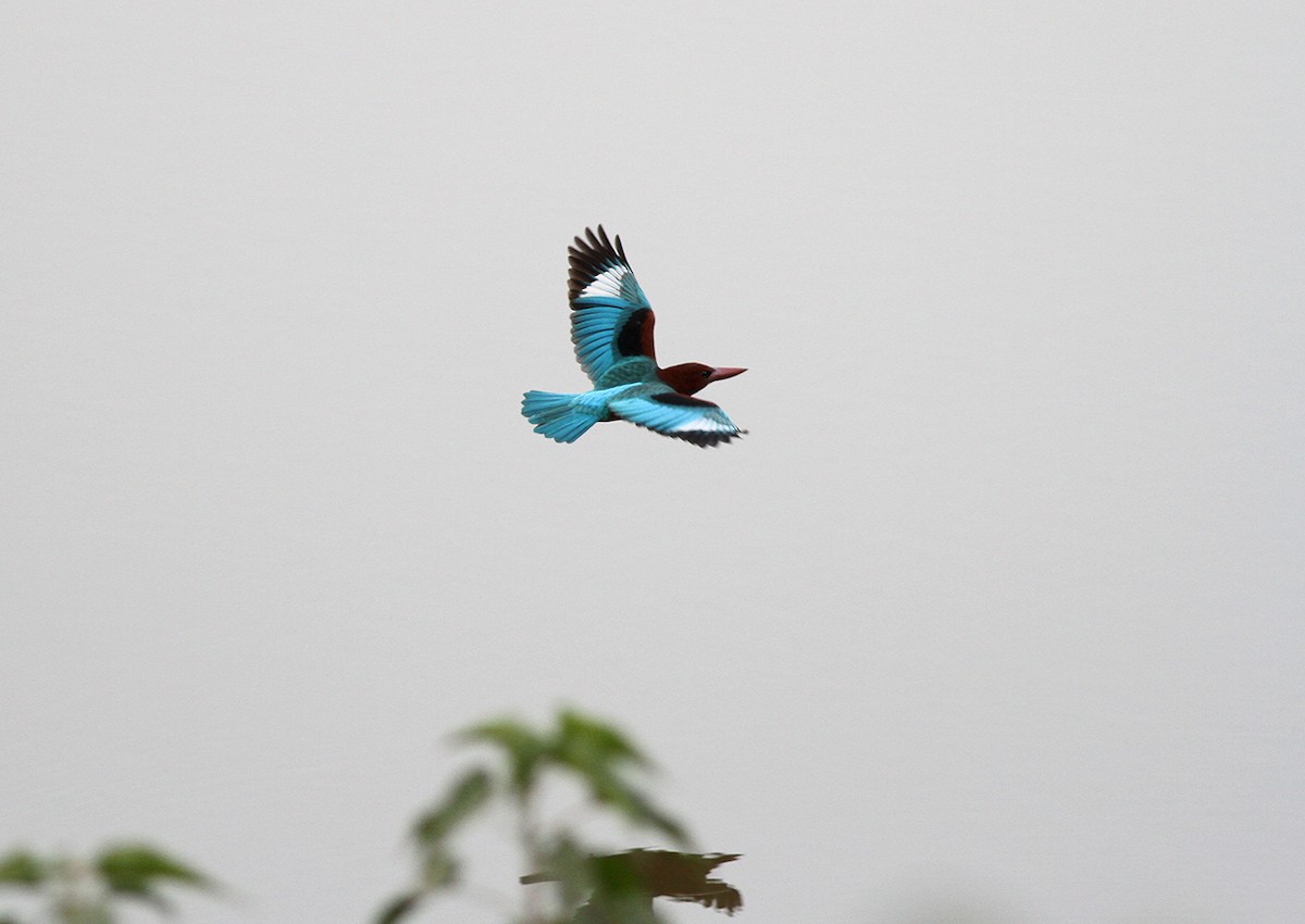 White-throated Kingfisher - PANKAJ GUPTA