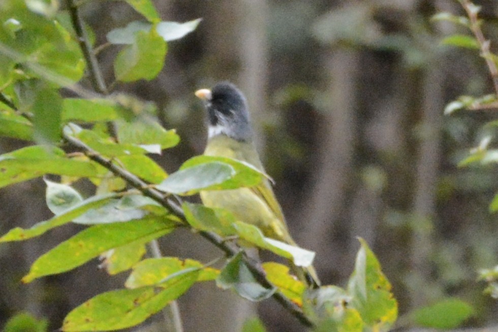 Collared Finchbill - Cathy Pasterczyk