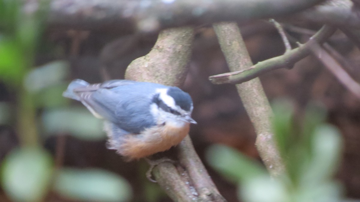 Red-breasted Nuthatch - ML123005151