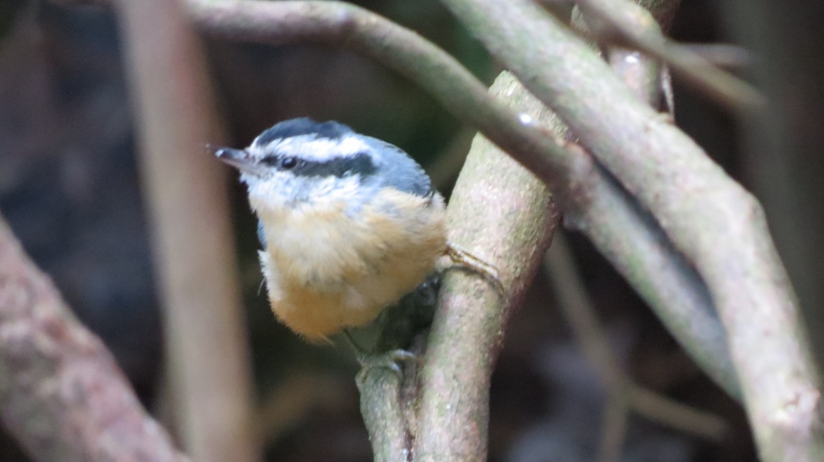 Red-breasted Nuthatch - ML123005171
