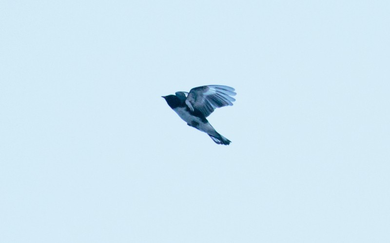 Black-throated Blue Warbler - Rolando Chávez