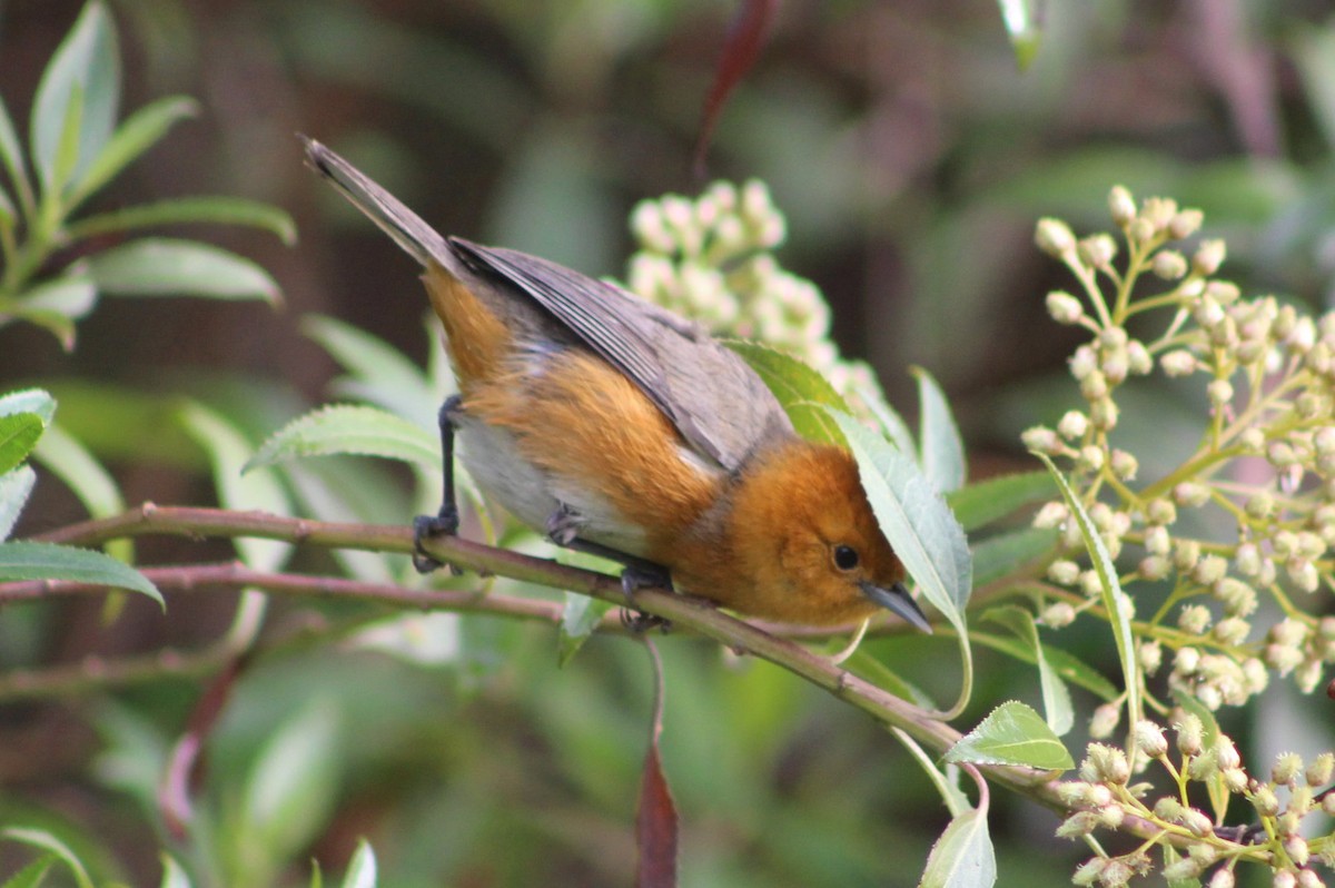 Rufous-chested Tanager - David Weaver