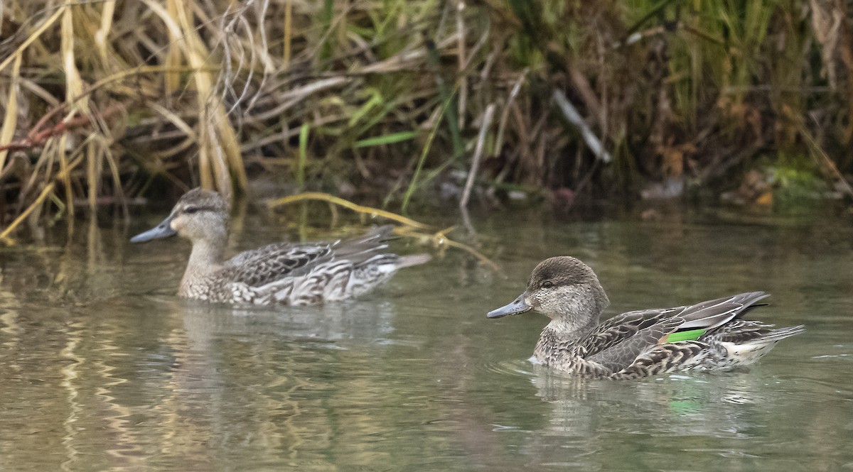 Green-winged Teal - Ian Routley