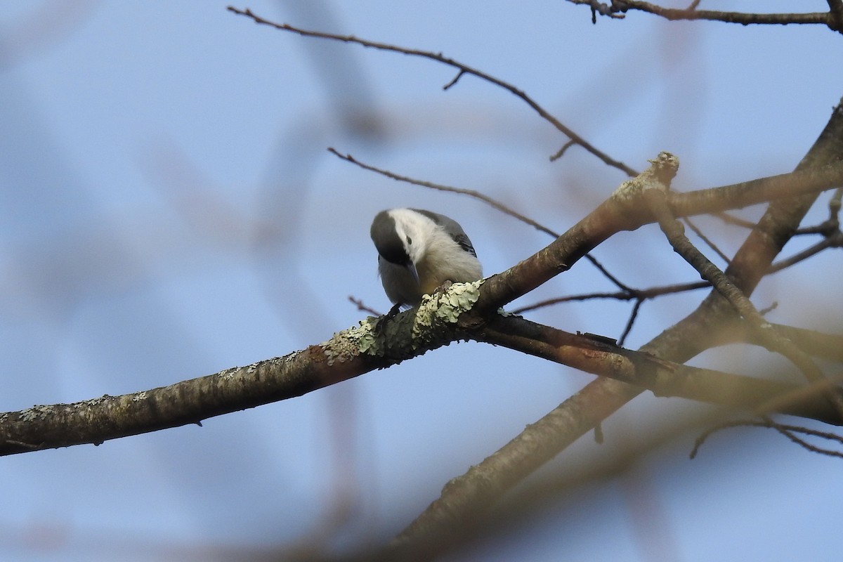White-breasted Nuthatch - Sean MInnick