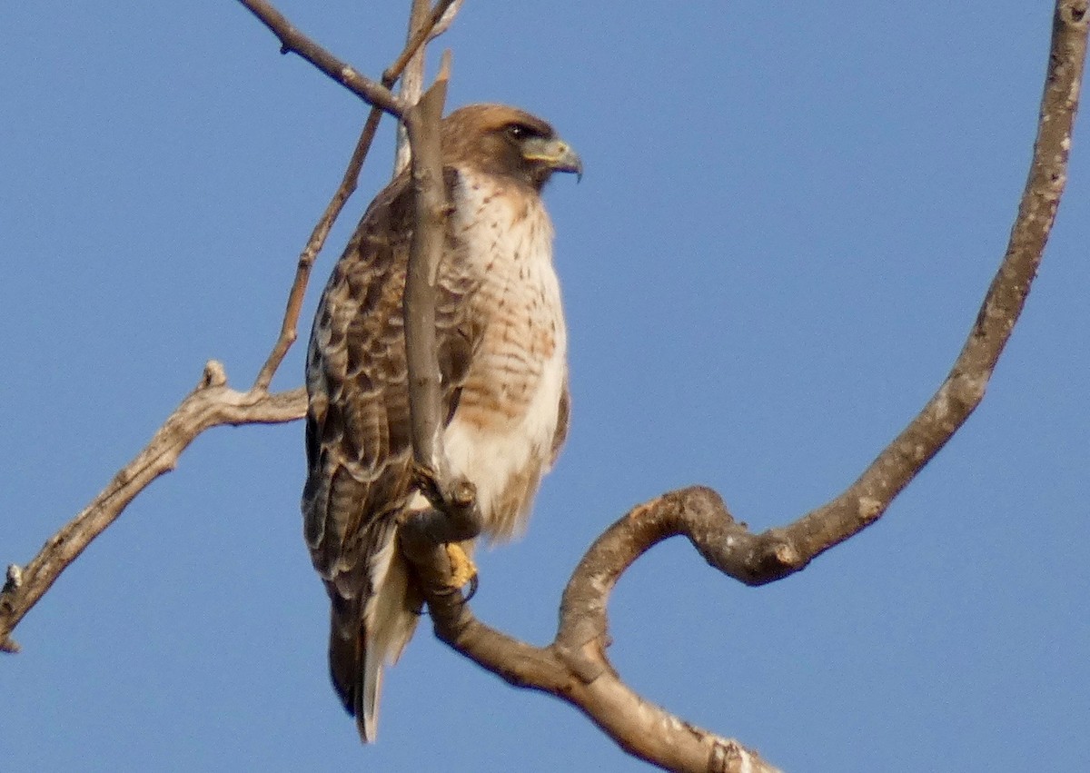 Red-tailed Hawk - ML123016561