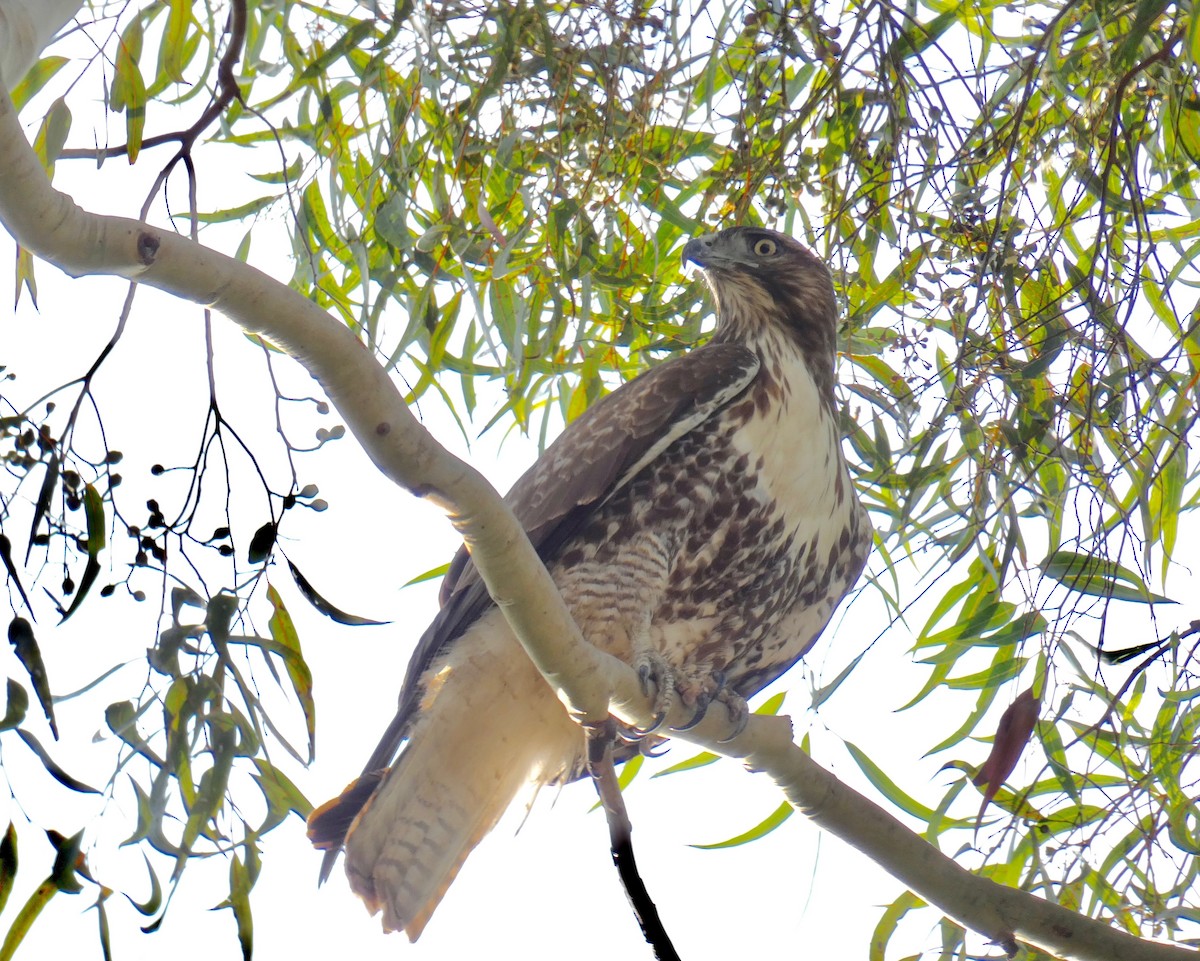 Red-tailed Hawk - ML123016761