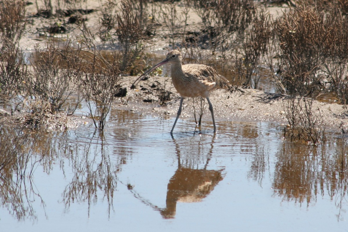 Long-billed Curlew - ML123020521