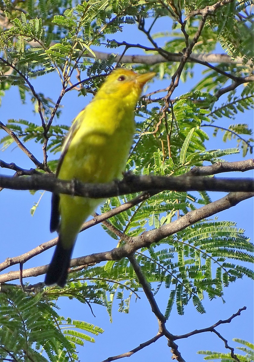 Western Tanager - Alfonso Auerbach