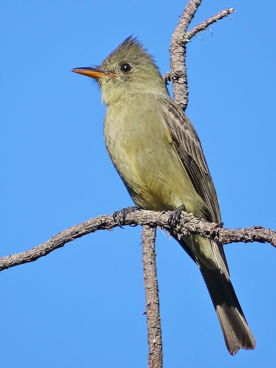 Greater Pewee - Alfonso Auerbach