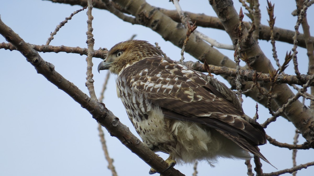 Red-tailed Hawk - ML123021481