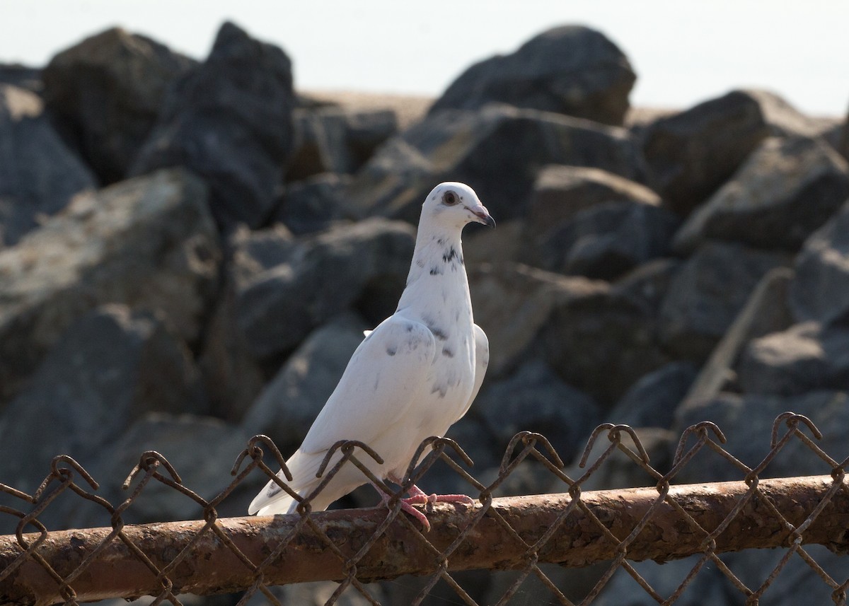 Rock Pigeon (Feral Pigeon) - ML123025021