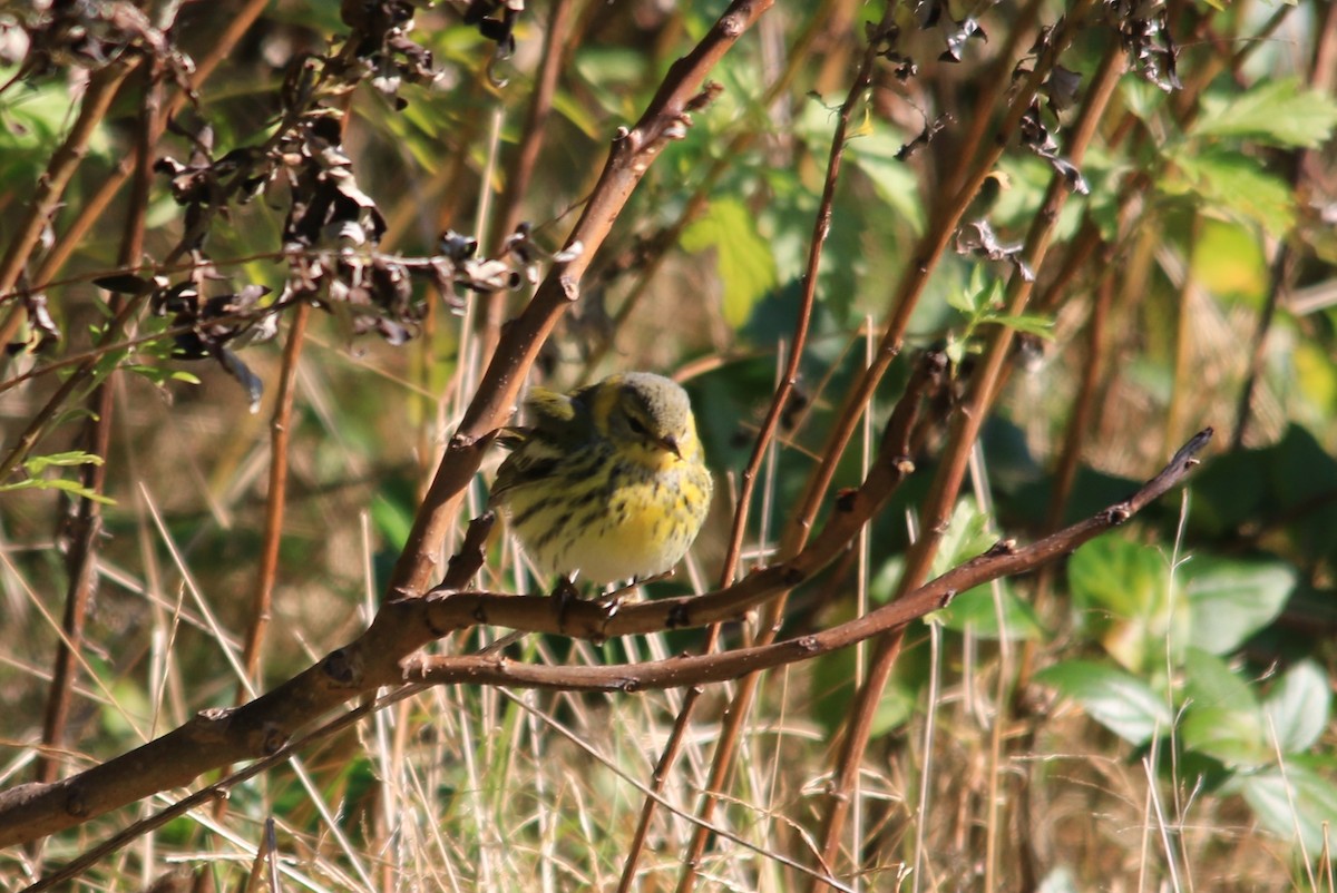 Cape May Warbler - ML123028941