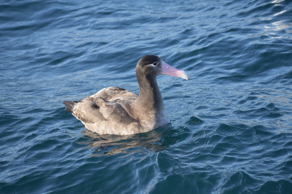 Short-tailed Albatross - Trae Lohse