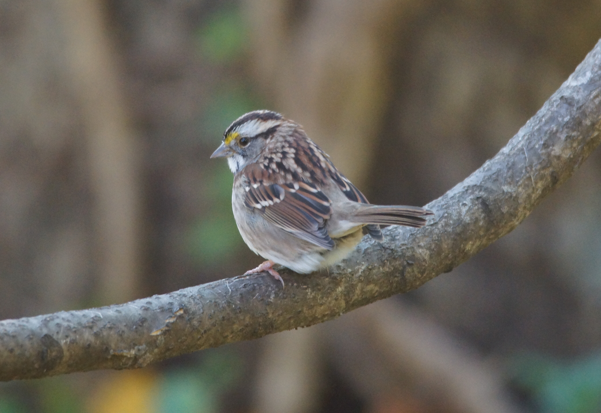 White-throated Sparrow - ML123031311