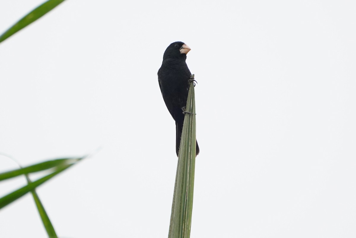 Large-billed Seed-Finch - ML123035511