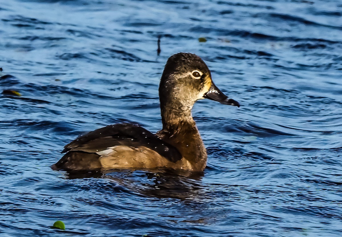 Ring-necked Duck - Dwayne Litteer