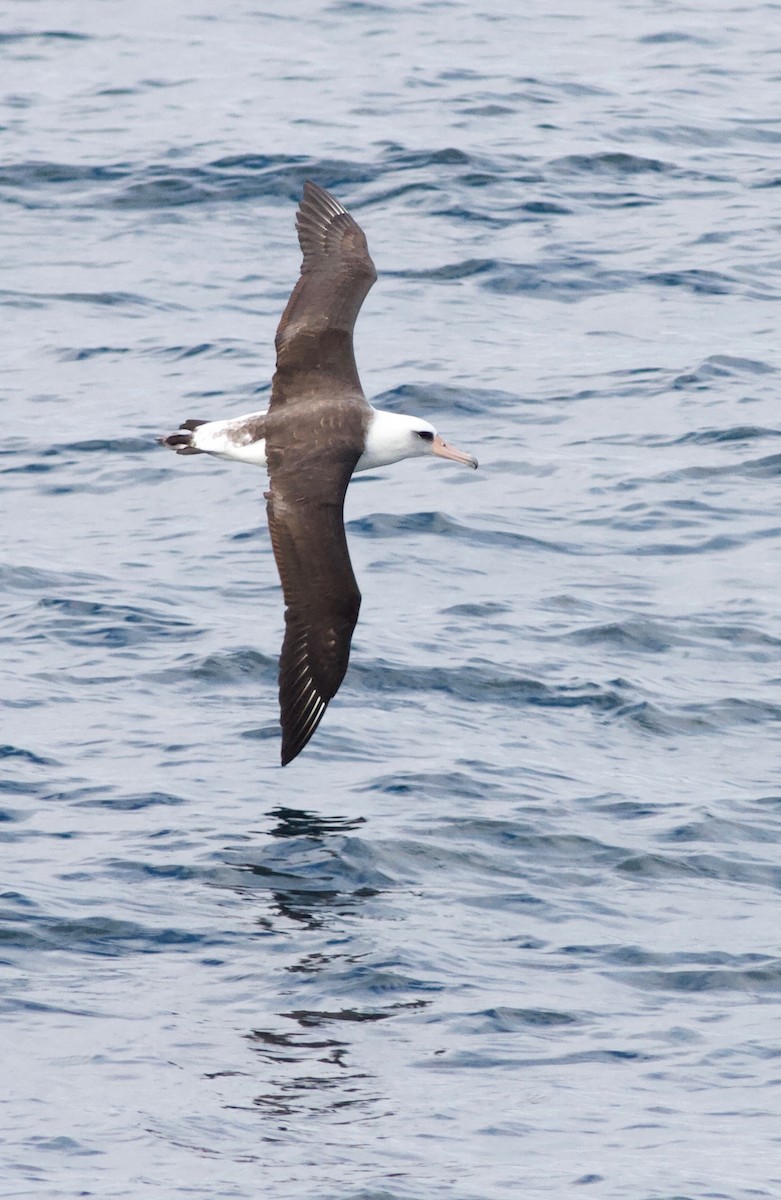 Laysan Albatross - Cal Gesmundo