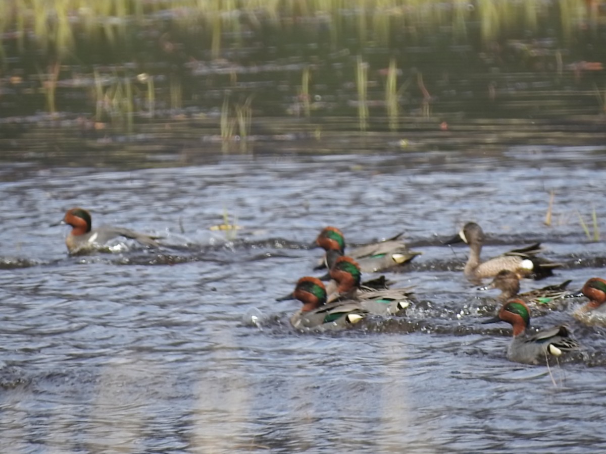 Green-winged Teal - ML123040391