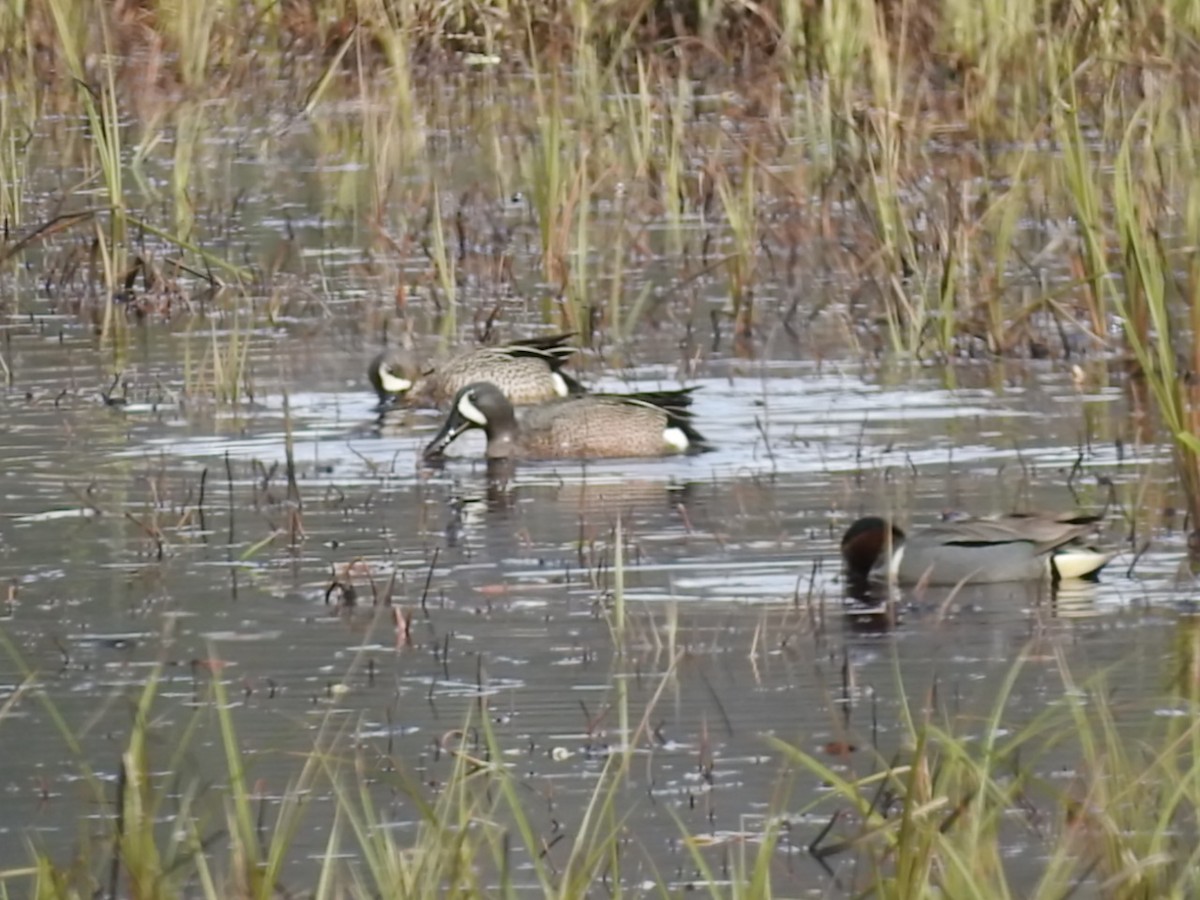 Blue-winged Teal - ML123040581