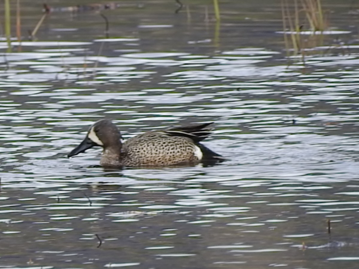 Blue-winged Teal - ML123040761