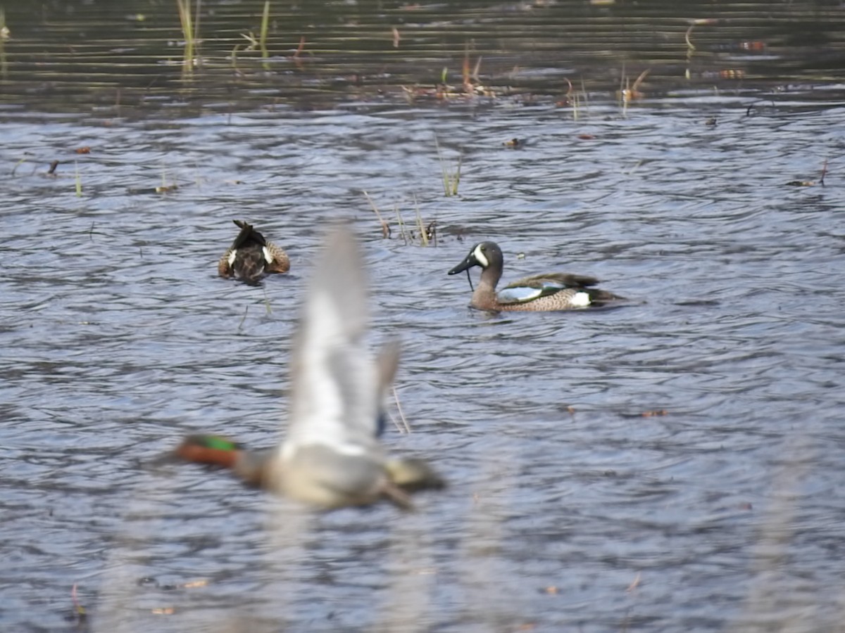 Blue-winged Teal - ML123040831